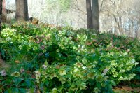 MatureBed_Lenten_Roses.JPG