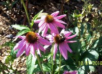 Coneflowers.jpg