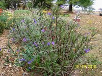 Mexican Petunia.jpg