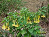Angels Trumpet 3.jpg