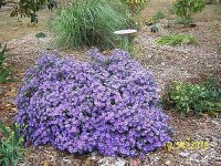 Aster 22.jpg