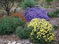Aster  mums 22.jpg