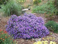 Asters 122.jpg