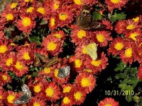Butterflies on mums 2.jpg