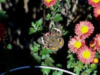 Butterfly on Mums 1.jpg