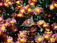 Butterfly on mums 2.jpg