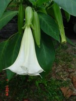Fall 2010 029.JPG