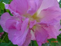 Fall 2010 009.JPG