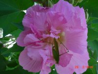 Fall 2010 007.JPG