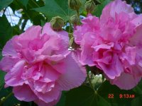 Flowers -10 006.JPG