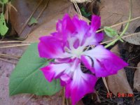 Fall 2010 013.JPG