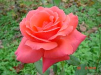 Fall 2010 002.JPG