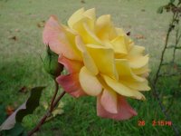 Fall 2010 004.JPG