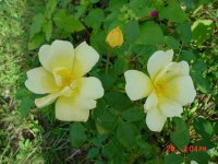 Fall 2010 024.JPG