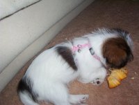 gracie 4.jpg