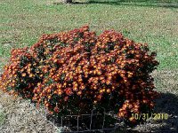 Mums red 1.jpg