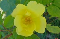 Flowers -10 008.JPG
