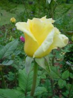 Mom's flowers 007.JPG