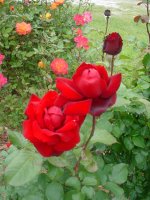 Mom's flowers 023.JPG