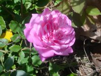 MOMS FLOWERS 003.JPG
