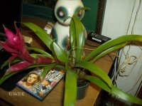 new brom 001.jpg