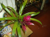 new brom 003.jpg