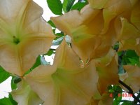 Fall 2010 006.JPG