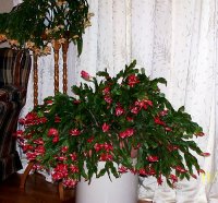 Cactus red- yll 1.jpg