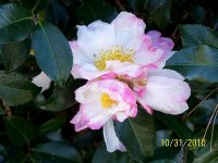 Camellia 1.jpg
