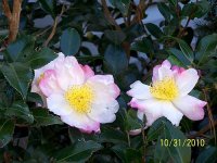 Camellia 2.jpg
