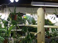 RED in jungle 003.jpg