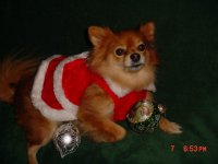 Honey Christmas 010.JPG