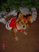 Honey Christmas 015.JPG