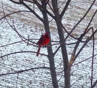Cardinal 1.jpg