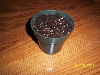 Apple Seedling 2.jpg