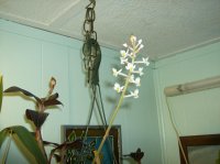 J orchid 001.jpg