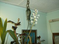 J orchid 004.jpg