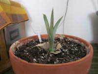 Picture_0245.jpg