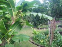 banana2.jpg