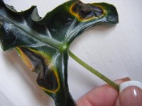 all pictures 881.jpg