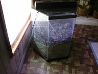aquarium greenhouse 003#2.jpg