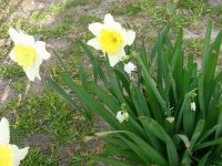 daffs 004 #1.jpg