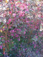 Flowers 2011 001.JPG