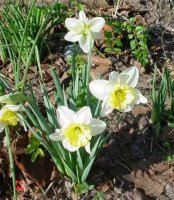 Flowers 2011 003.JPG