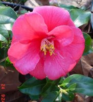 Flowers 2011 008.JPG