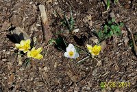 Crocuses2.jpg