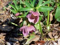 Helleboros 4.jpg