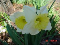 Flowers 2011 003.JPG