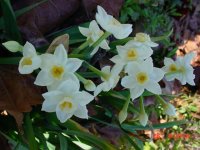 Flowers 2011 005.JPG