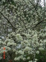 Flowers 2011 008.JPG